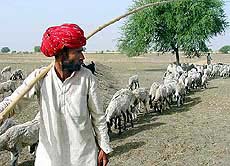 A Rajasthani shepherd leads his sheep