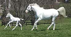 Patchen Beauty, a white mare, chases after her white foal, at Patchen Wilkes farm in Lexington, Kentucky (USA) on Wednesday.