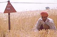 A farmer harvests wheat in a border village of Amritsar district