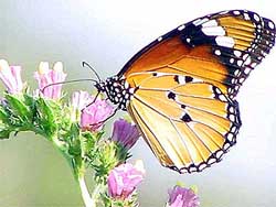 Beauty business spreads its tentacles on the PAU lawns in Ludhiana