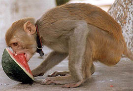 A monkey beats the heat 