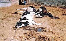 Three of the five cows that were electrocuted