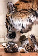 A month-and-a-half old Siberian tiger cub plays with his mother at Sofia zoo on Friday. The cub has three brothers and sisters.