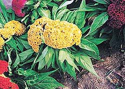 The celosia is a beautiful plant