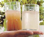 No lemonade! This is the muddy water being supplied by the civic body in Industrial Area, Phase IX of SAS Nagar