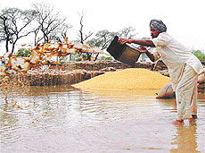 A farmer tries to salvage grains damaged due to heavy rain and hailstorm