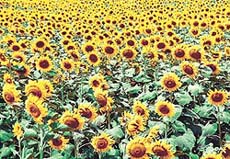 Sunflowers in full bloom in a field at a village near Chandigarh.