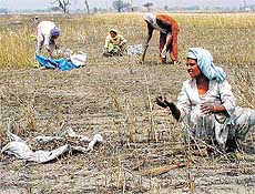 They take for food what remains in wheat field after a fire.