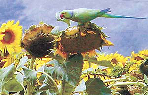 BEAUTY AND THE FEAST: Sunflower seeds are good for your health too!