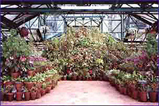 The botanical garden in Ooty is also a favourite recreational spot of visitors.