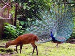 A hog deer and a dancing peacock at a zoo