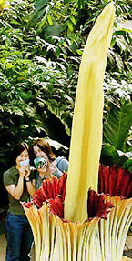 The pungent-smelling Amorphophallus titanum, also known as the Titan arum, the world�s largest flower goes on show at Kew Gardens in West London on Thursday.