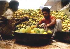 Workers in the Ahmedabad Fruit Market unload mangoes