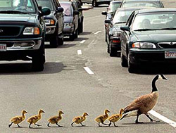 Blissfully unaware of traffic, a Canada goose and her young cross busy Winter Street at the intersection of Route 128 on Tuesday afternoon in Waltham, Mass.