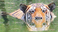 A tiger takes a dip in a water pond 