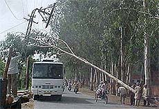 A bus about to cross under a tree