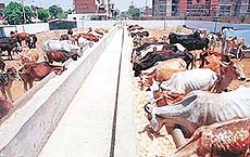 Cattle in the newly inaugurated cattle pond of Sector 45, Chandigarh, brave the scorching heat in the absence of adequate sheds for them.