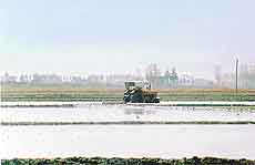 A field being prepared for paddy transplantation