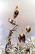 A record number of 5000 painted storks have arrived at Veerapura
