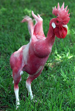 An eight-month-old featherless rooster weighing 3.3 kg flaps its wings