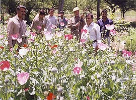 Customs officials destroy illegally grown opium plants