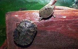 American and Singapore tortoises