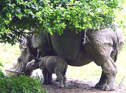 Mother rhino