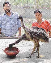 A pair of emu chicks brought to the Tiger Safari