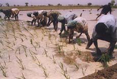 Labourers transplant paddy at Gobindpura village