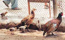 A pair of Mangolian ring pheasants