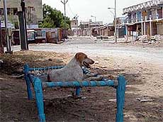 A dog sits on a cot