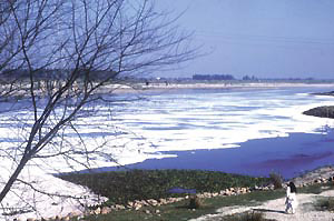 Beginning of the end: Effluents discharged by factories have left a film of poisonous foam in the Yamuna.