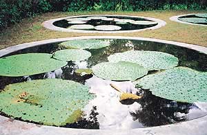 Plan a water feature to enliven your garden