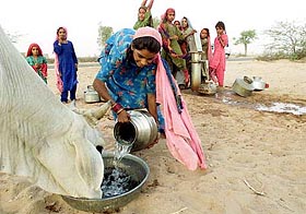 A villager pours water for a cow near a hand pump station in Chacha village in Rajasthan 
