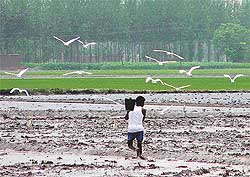 The symbiotic relationship at its best