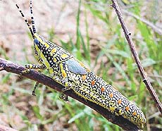 This fine creation of nature wearing its protective colouring 