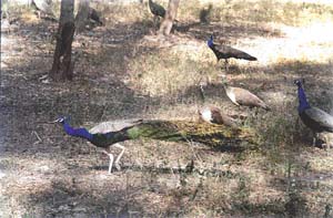 RAIN RAIN COME AGAIN