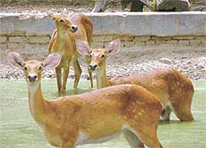 Deer trying to cool off at the Delhi Zoo
