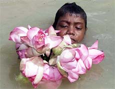 An Indian boy picks a lotus flower from the Hoogly river