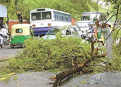 MCD staff remove an uprooted tree near Gole Market on Monday 