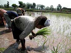 A migrant family seen planting paddy