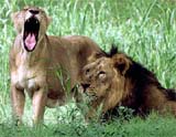 A lioness yawns as she stands beside a lion