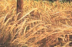 Ahirwal�s romance with barley is over the hill