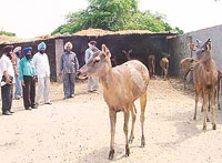 Wildlife and Forest Department officials inspect the animals