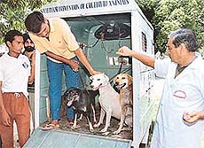 Stray dogs at the anti-rabies vaccination and deworming camp 