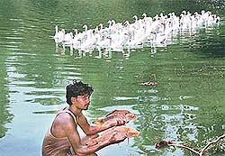 A fisherman holds fish that died because of shortage of oxygen in the water of artificial lake