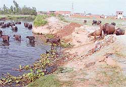 This breach in the Buddha Nullah in MS Colony, near Tajpur Road