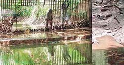 An opening in the grill installed at an end of the Banur Canal that enables wild animals and stray dogs to enter the Chhat Bir zoo premises to attack animals.