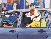 A Brazil football fan drives his dog dressed in a national team jersey
