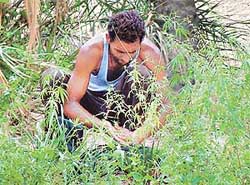 A villager rubs cannabis to make hemp which is used as a psychotropic drug